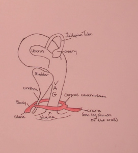 clitoris sketch